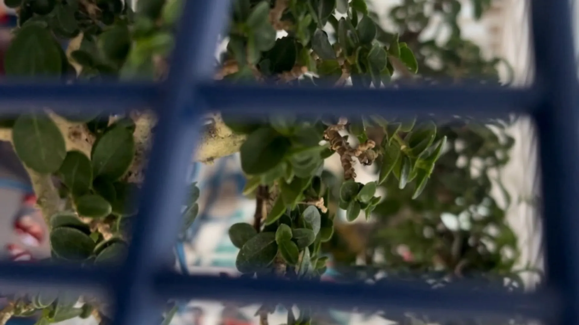 Cara Aman Kirim Bonsai ke Luar Negeri
